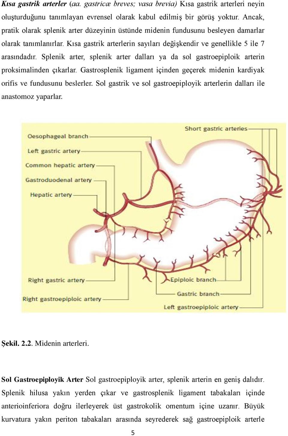 Splenik arter, splenik arter dalları ya da sol gastroepiploik arterin proksimalinden çıkarlar. Gastrosplenik ligament içinden geçerek midenin kardiyak orifis ve fundusunu beslerler.