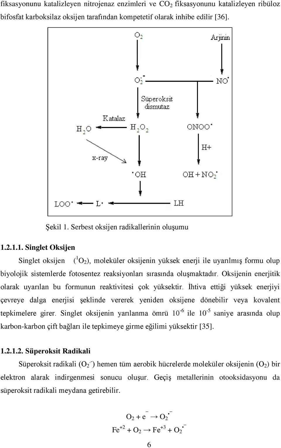 2.1.1. Singlet Oksijen Singlet oksijen ( 1 O 2 ), moleküler oksijenin yüksek enerji ile uyarılmıģ formu olup biyolojik sistemlerde fotosentez reaksiyonları sırasında oluģmaktadır.