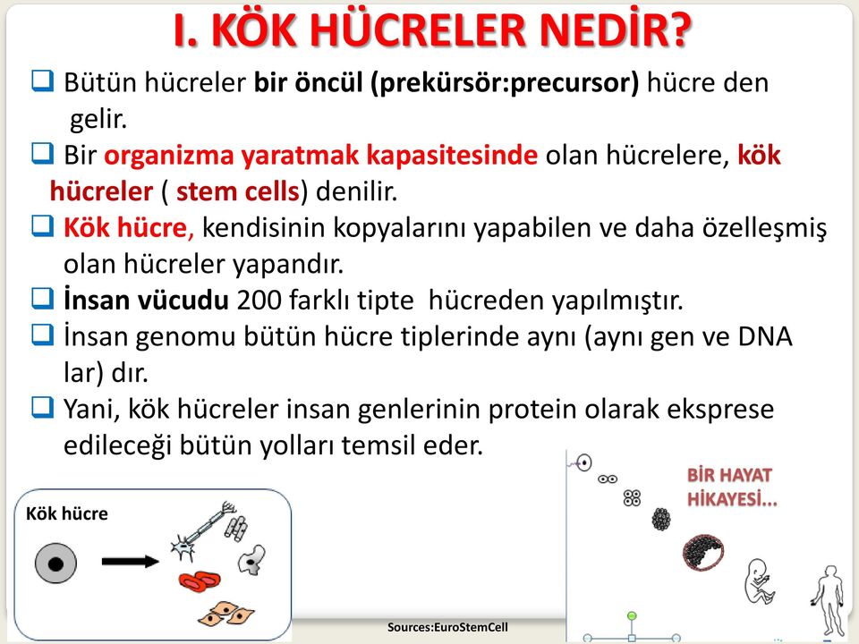 Kök hücre, kendisinin kopyalarını yapabilen ve daha özelleşmiş olan hücreler yapandır.