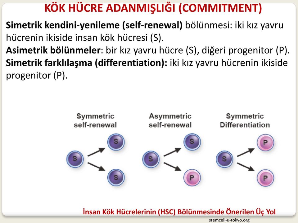 Asimetrik bölünmeler: bir kız yavru hücre (S), diğeri progenitor (P).