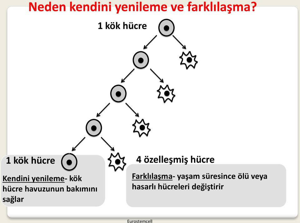 havuzunun bakımını sağlar 4 özelleşmiş hücre