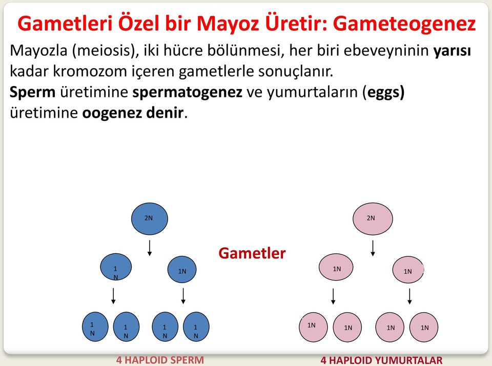 Sperm üretimine spermatogenez ve yumurtaların (eggs) üretimine oogenez denir.