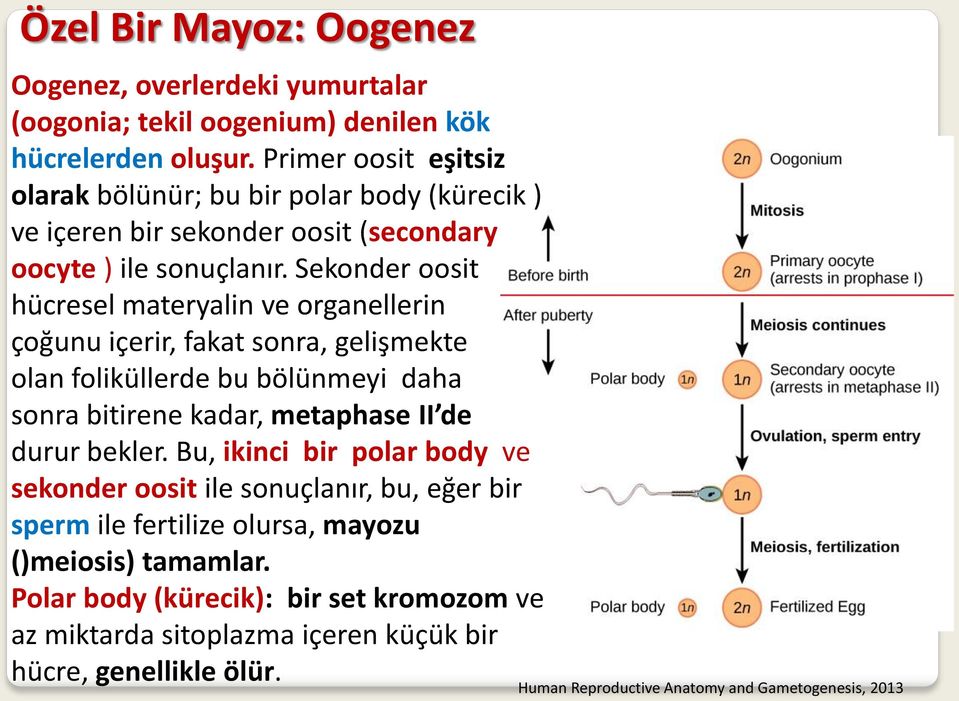 Sekonder oosit hücresel materyalin ve organellerin çoğunu içerir, fakat sonra, gelişmekte olan foliküllerde bu bölünmeyi daha sonra bitirene kadar, metaphase II de durur bekler.