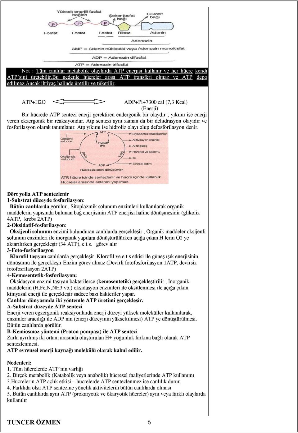 ATP+H2O ADP+Pi+7300 cal (7,3 Kcal) (Enerji) Bir hücrede ATP sentezi enerji gerektiren endergonik bir olaydır ; yıkımı ise enerji veren ekzergonik bir reaksiyondur.