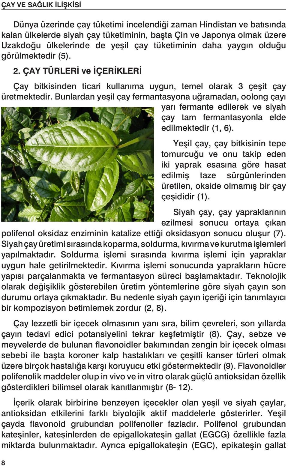 Bunlardan yeşil çay fermantasyona uğramadan, oolong çayı yarı fermante edilerek ve siyah çay tam fermantasyonla elde edilmektedir (1, 6).