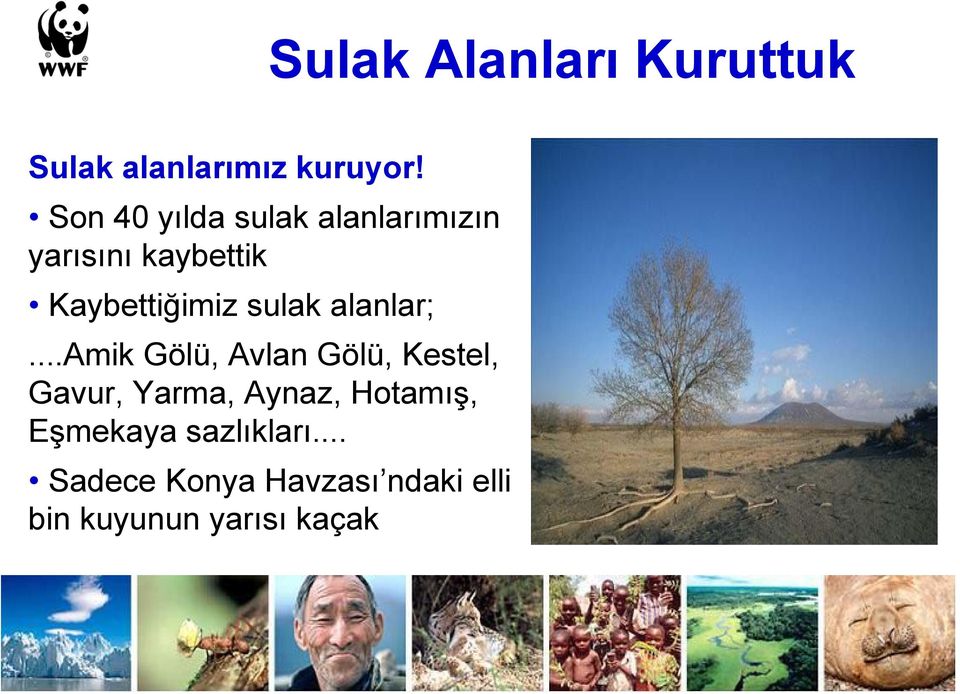 sulak alanlar;.