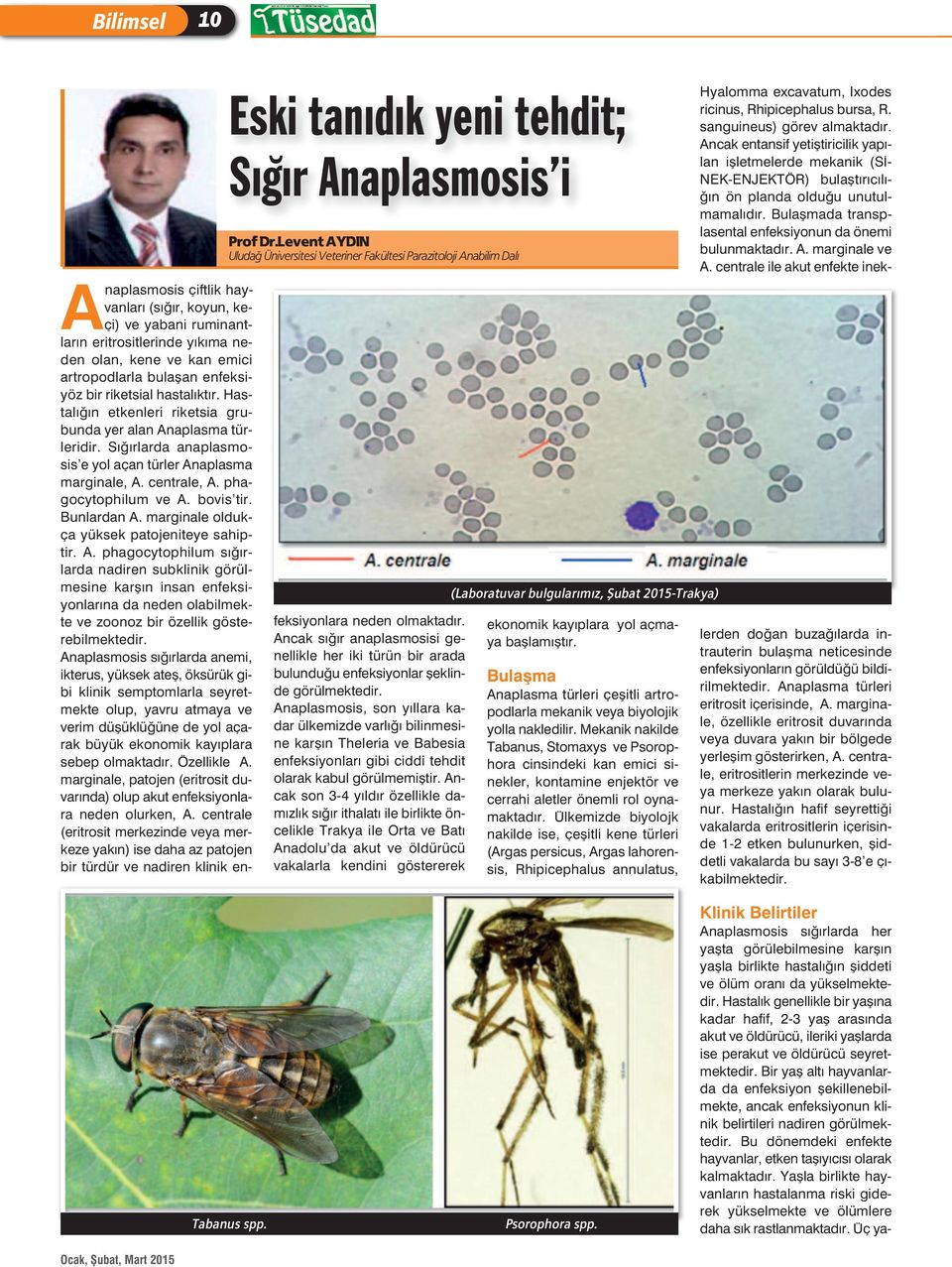 Bunlardan A. marginale oldukça yüksek patojeniteye sahiptir. A. phagocytophilum sığırlarda nadiren subklinik görülmesine karşın insan enfeksiyonlarına da neden olabilmekte ve zoonoz bir özellik gösterebilmektedir.