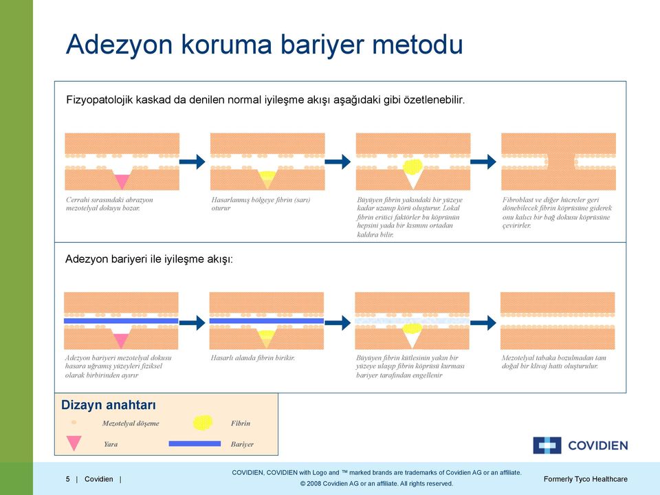 Fibroblast ve diğer hücreler geri dönebilecek fibrin köprüsüne giderek onu kalıcı bir bağ dokusu köprüsüne çevirirler.