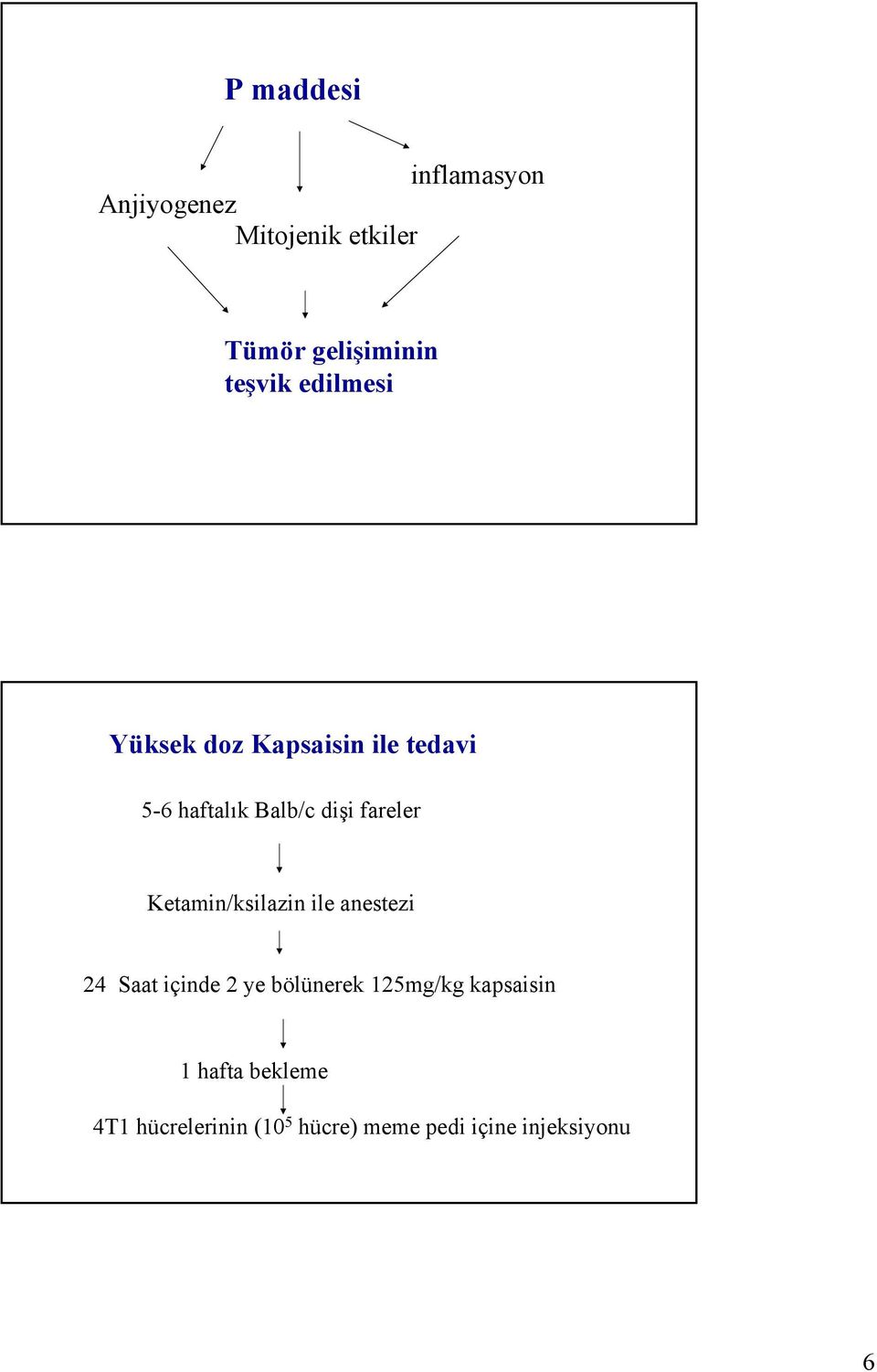 fareler Ketamin/ksilazin ile anestezi 24 Saat içinde 2 ye bölünerek