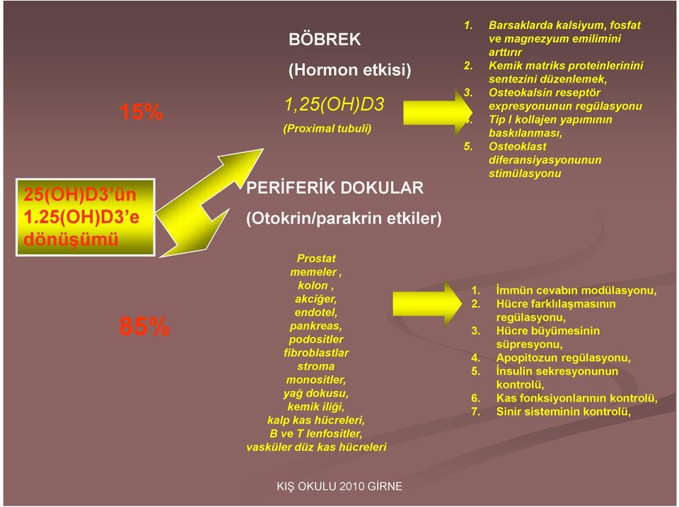 fibroblastlar stroma monositler, yağ dokusu, kemik iliği, kalp kas hücreleri, B ve T lenfositler, vasküler düz kas hücreleri 1. Barsaklarda kalsiyum, fosfat ve magnezyum emilimini arttırır 2.