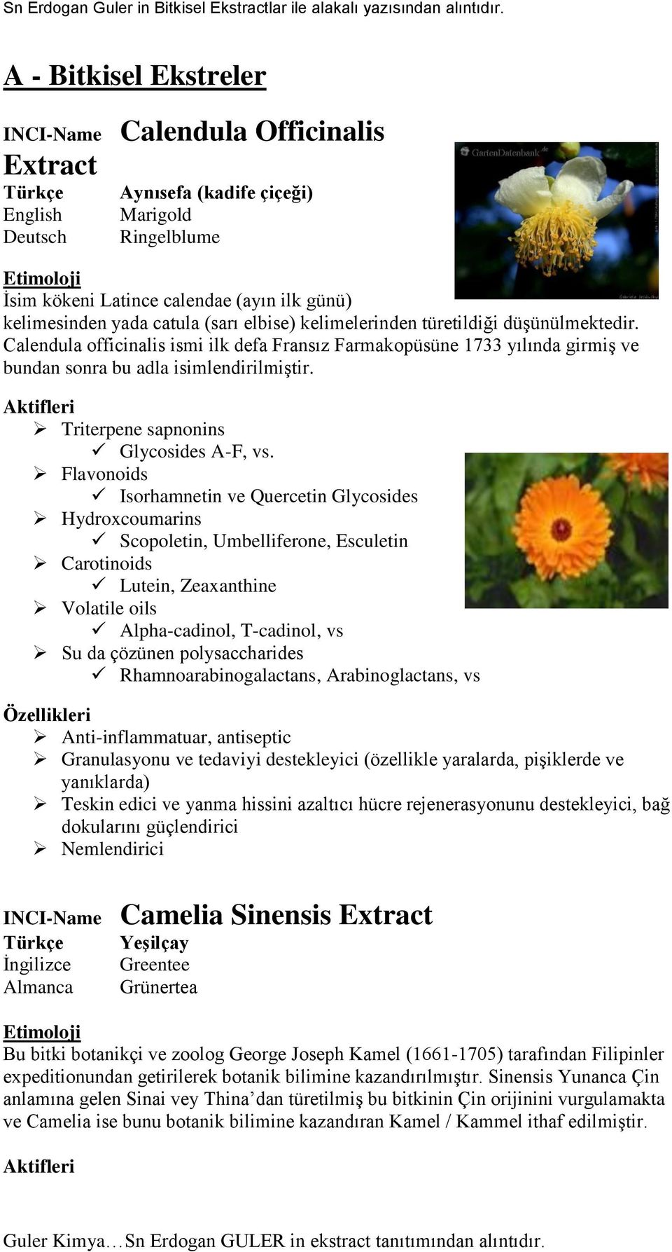 kelimelerinden türetildiği düşünülmektedir. Calendula officinalis ismi ilk defa Fransız Farmakopüsüne 1733 yılında girmiş ve bundan sonra bu adla isimlendirilmiştir.