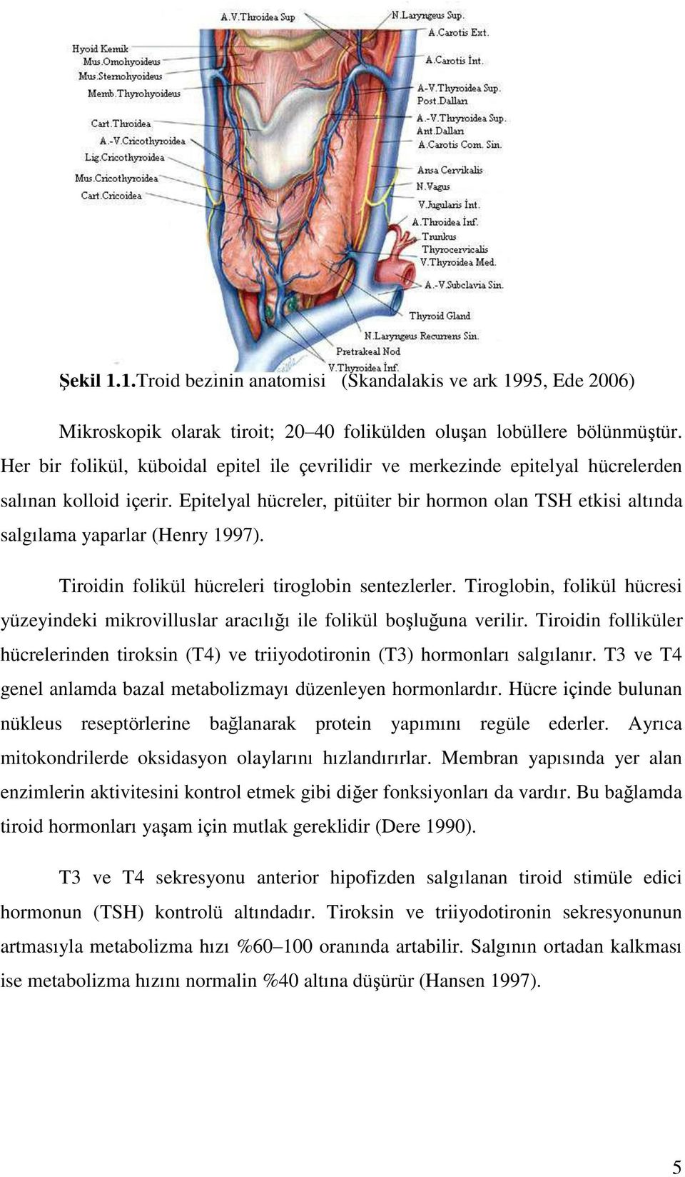 Epitelyal hücreler, pitüiter bir hormon olan TSH etkisi altında salgılama yaparlar (Henry 1997). Tiroidin folikül hücreleri tiroglobin sentezlerler.