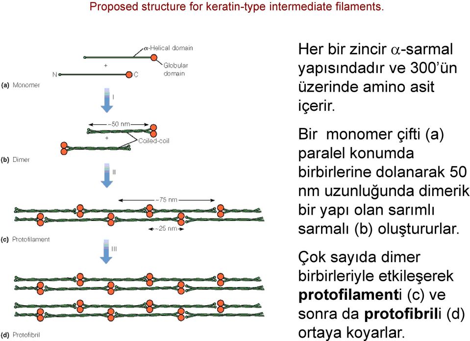 Bir monomer çifti (a) paralel konumda birbirlerine dolanarak 50 nm uzunluğunda dimerik bir