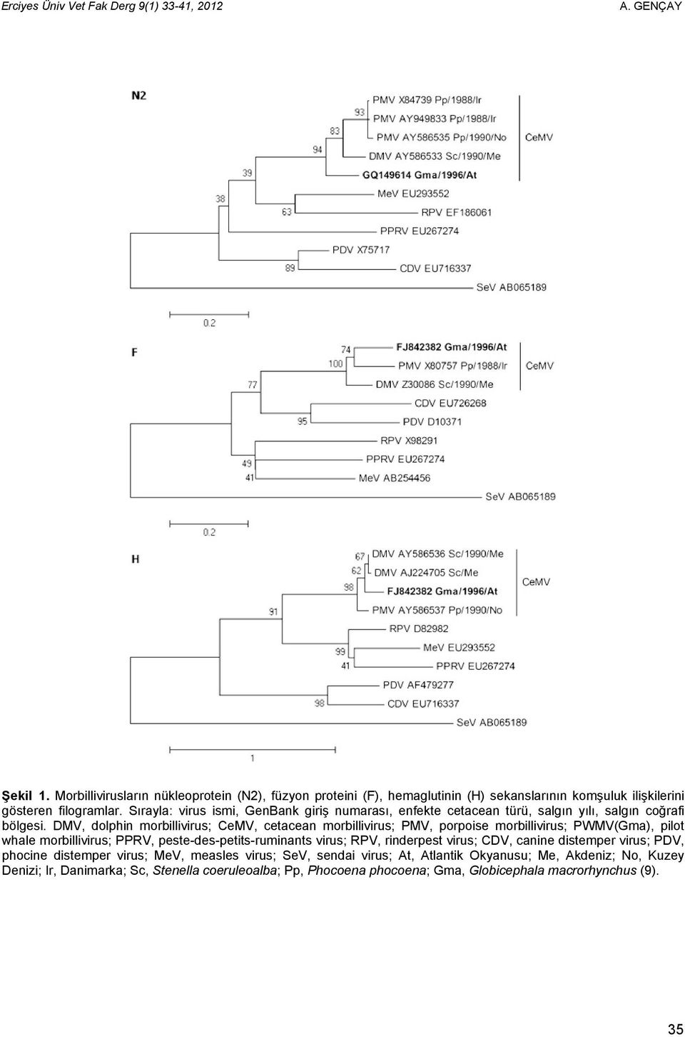 DMV, dolphin morbillivirus; CeMV, cetacean morbillivirus; PMV, porpoise morbillivirus; PWMV(Gma), pilot whale morbillivirus; PPRV, peste-des-petits-ruminants virus; RPV,