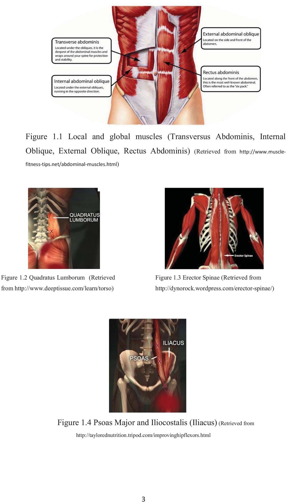 http://www.musclefitness-tips.net/abdominal-muscles.html) 2 Quadratus Lumborum (Retrieved from http://www.deeptissue.