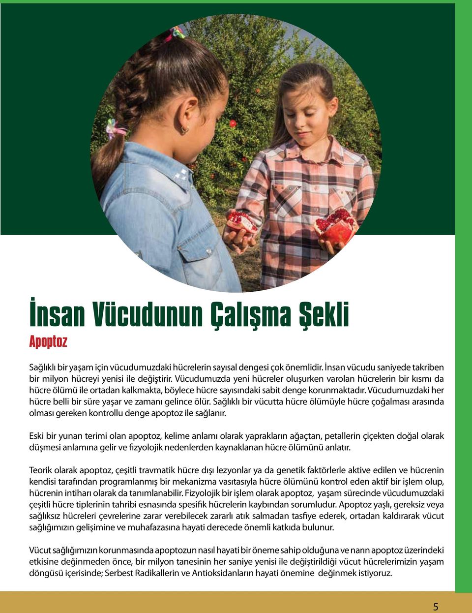 Vücudumuzdaki her hücre belli bir süre yaşar ve zamanı gelince ölür. Sağlıklı bir vücutta hücre ölümüyle hücre çoğalması arasında olması gereken kontrollu denge apoptoz ile sağlanır.