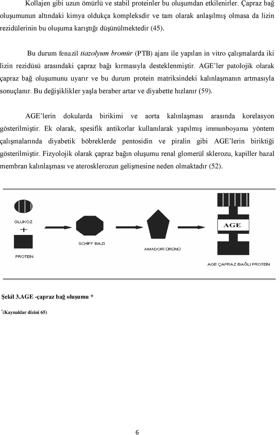 Bu durum fenazil tiazolyum bromür (PTB) ajanı ile yapılan in vitro çalışmalarda iki lizin rezidüsü arasındaki çapraz bağı kırmasıyla desteklenmiştir.