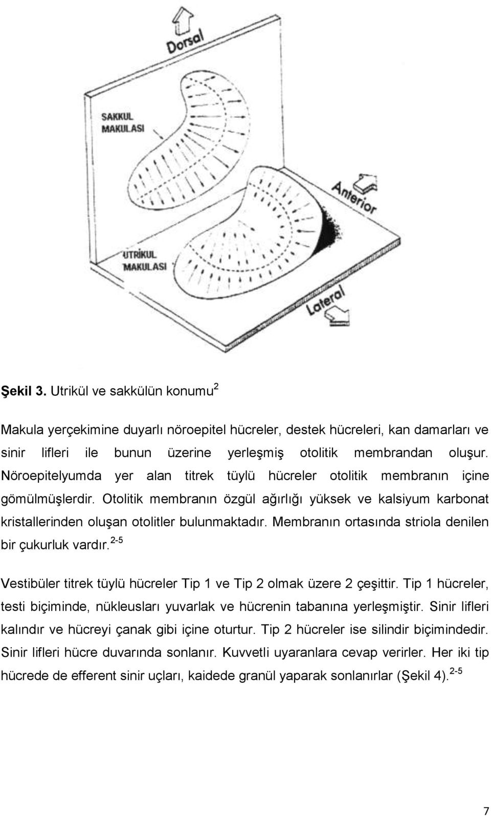 Membranın ortasında striola denilen bir çukurluk vardır. 2-5 Vestibüler titrek tüylü hücreler Tip 1 ve Tip 2 olmak üzere 2 çeģittir.