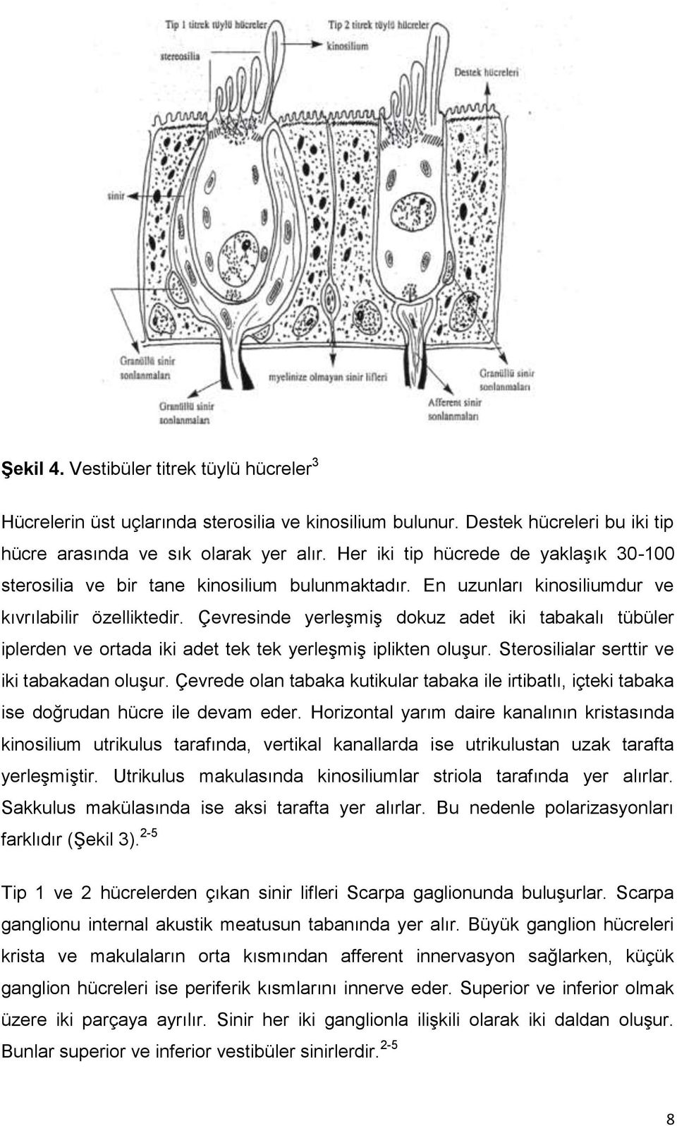 Çevresinde yerleģmiģ dokuz adet iki tabakalı tübüler iplerden ve ortada iki adet tek tek yerleģmiģ iplikten oluģur. Sterosilialar serttir ve iki tabakadan oluģur.