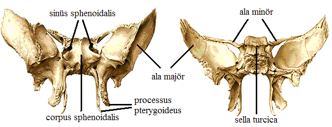Os Temporale (ġakak kemiği) Os temporale, kafatası tabanının ve yan alt duvarının yapısına katılan çift kemiktir.