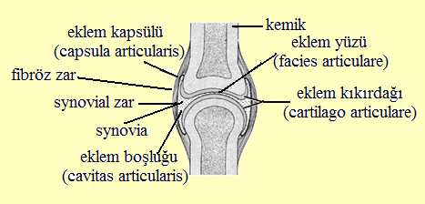 Symphysis: (Simfizis) Eklem yüzleri arasında fibröz kıkırdaktan yapılı, yassı ve geniģ bir discus (disk) bulunur. Kemikler sıkıca birbirine bağlanmıģtır.