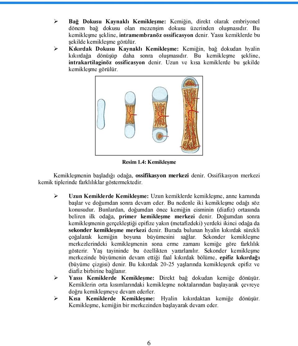 Bu kemikleģme Ģekline, intrakartilaginöz ossificasyon denir. Uzun ve kısa kemiklerde bu Ģekilde kemikleģme görülür. Resim 1.4: KemikleĢme KemikleĢmenin baģladığı odağa, ossifikasyon merkezi denir.