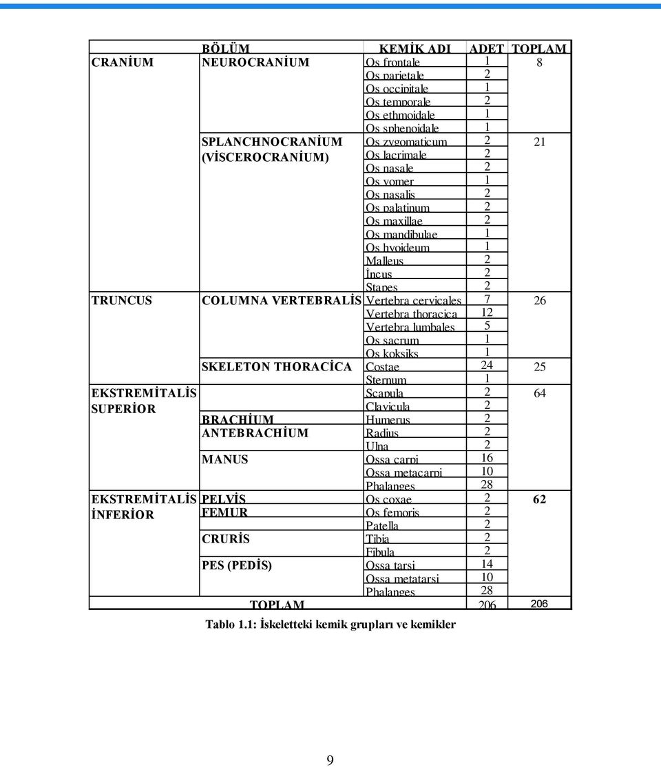 VERTEBRALĠS Vertebra cervicales 7 26 Vertebra thoracica 12 Vertebra lumbales 5 Os sacrum 1 Os koksiks 1 SKELETON THORACĠCA Costae 24 25 Sternum 1 Scapula 2 64 Clavicula 2 BRACHĠUM Humerus 2