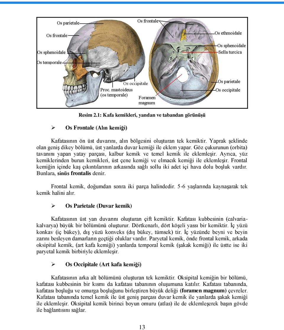 Ayrıca, yüz kemiklerinden burun kemikleri, üst çene kemiği ve elmacık kemiği ile eklemleģir. Frontal kemiğin içinde kaģ çıkıntılarının arkasında sağlı sollu iki adet içi hava dolu boģluk vardır.