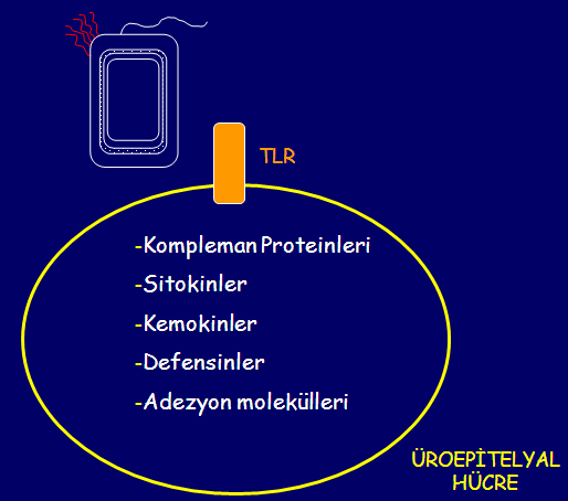 AKUT PİYELONEFRİT PATOGENEZİ BÖBREK PARANKİMİNE BAKTERİ İNOKÜLASYONU KOMPLEMAN AKTİVASYONU İMMÜN CEVAP BAKTERİNİN ÖLDÜRÜLMESİ KEMOTAKSİS-OPSONİZASYON FAGOSİTOZ