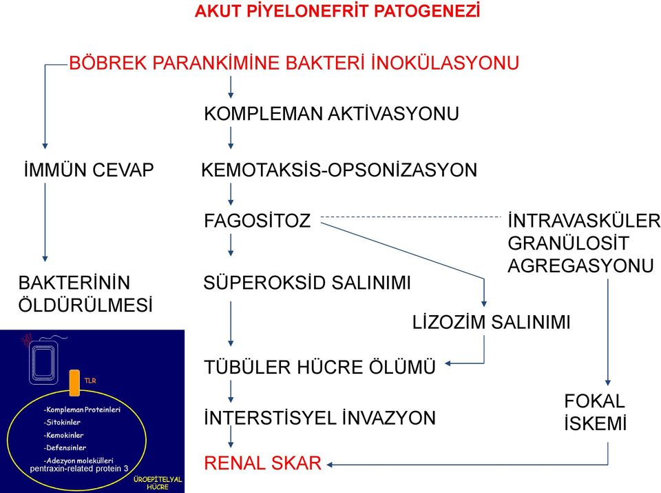 SÜPEROKSİD SALINIMI LİZOZİM SALINIMI İNTRAVASKÜLER GRANÜLOSİT AGREGASYONU TÜBÜLER