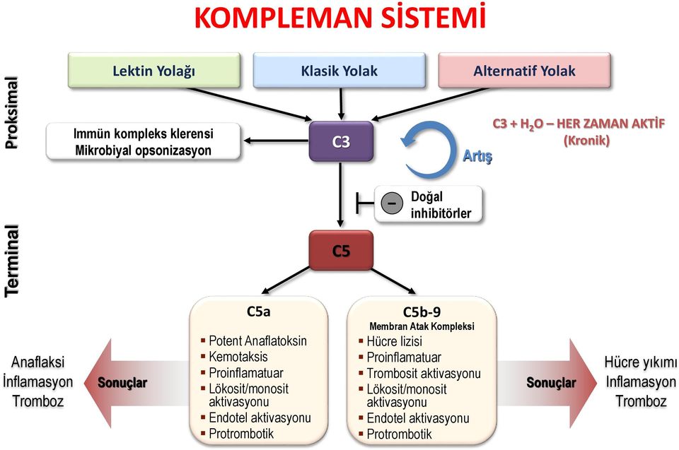 Kemotaksis Proinflamatuar Lökosit/monosit aktivasyonu Endotel aktivasyonu Protrombotik C5b-9 Membran Atak Kompleksi Hücre lizisi