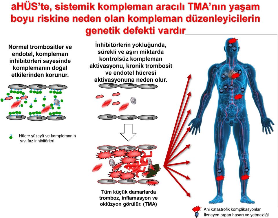 İnhibitörlerin yokluğunda, sürekli ve aşırı miktarda kontrolsüz kompleman aktivasyonu, kronik trombosit ve endotel hücresi aktivasyonuna