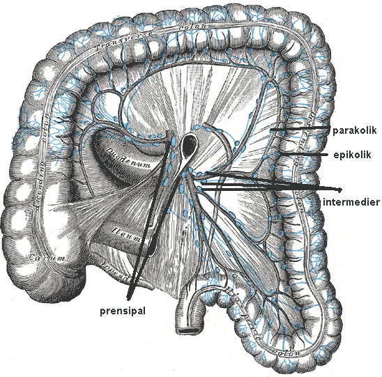 Şekil 4. Kolonun lenfatikleri 2.1.5. Kolonun Sinirsel İnnervasyonu Barsak peristaltizmi sempatik sistemle inhibe, parasempatik sistemle ise stimüle olur. Spinal kordun 6.