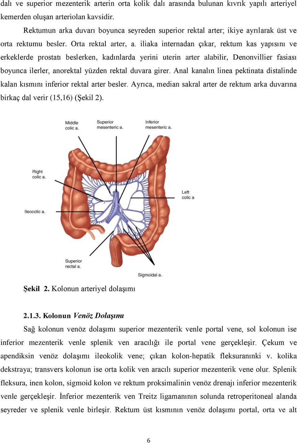 iliaka internadan çıkar, rektum kas yapısını ve erkeklerde prostatı beslerken, kadınlarda yerini uterin arter alabilir, Denonvillier fasiası boyunca ilerler, anorektal yüzden rektal duvara girer.