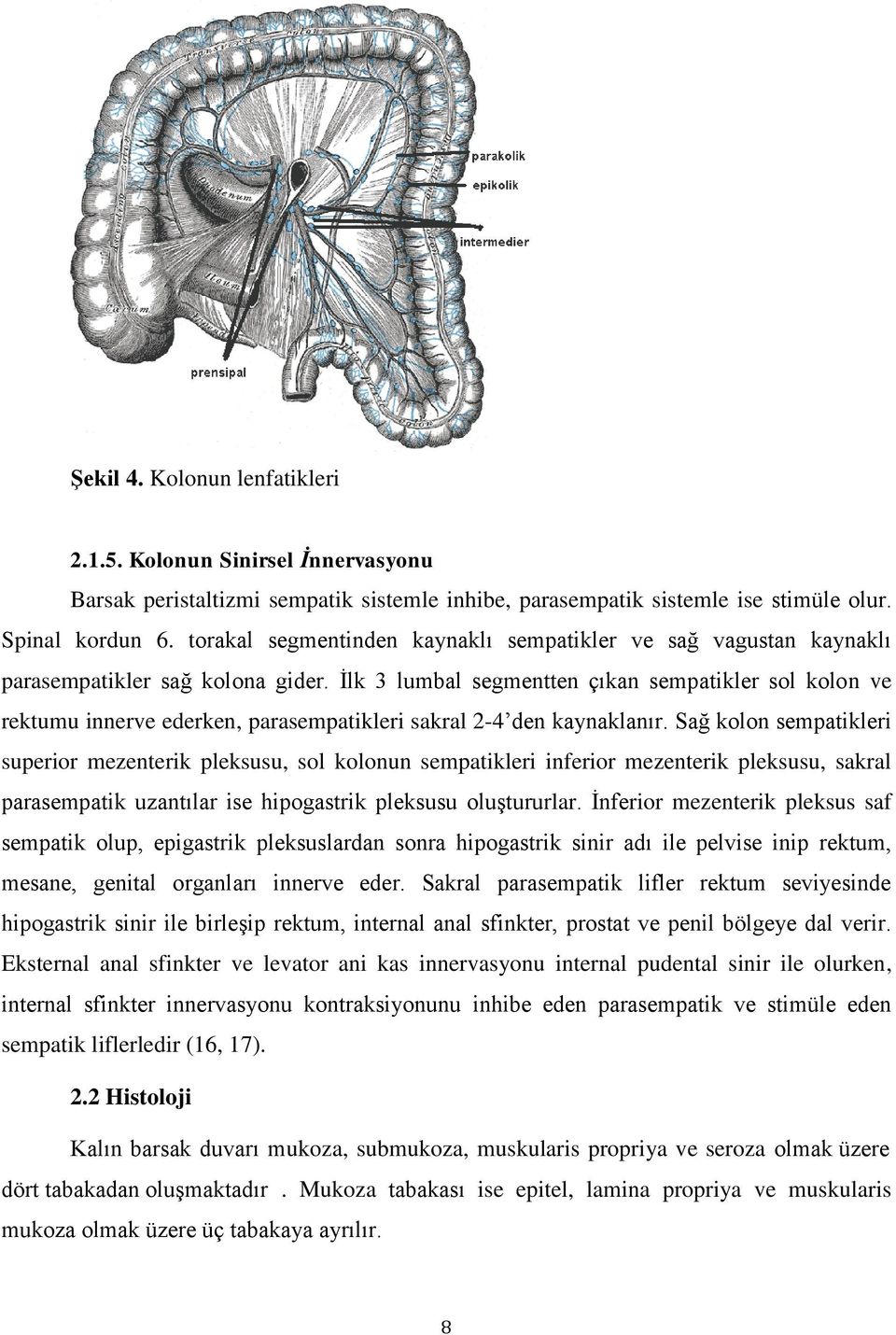 I lk 3 lumbal segmentten çıkan sempatikler sol kolon ve rektumu innerve ederken, parasempatikleri sakral 2-4 den kaynaklanır.