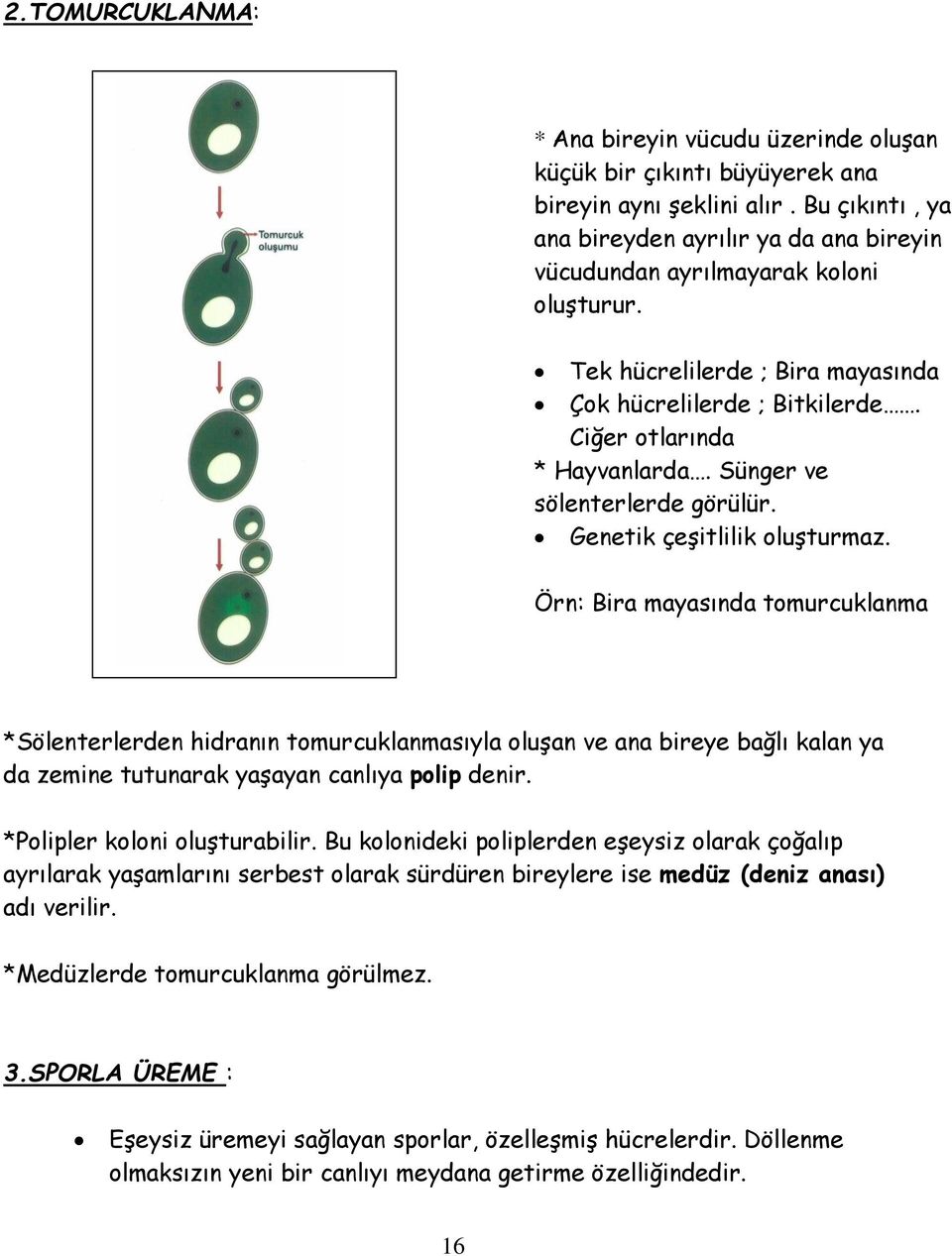 Sünger ve sölenterlerde görülür. Genetik çeşitlilik oluşturmaz.