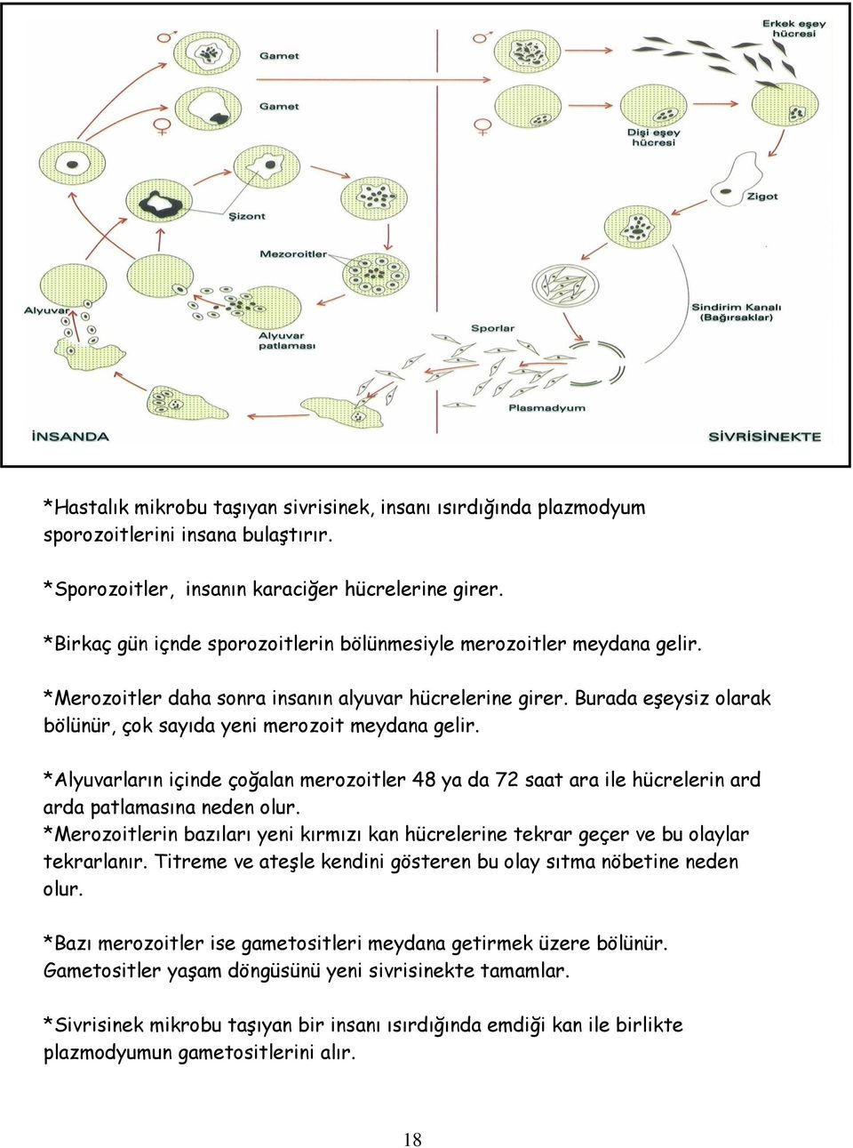 Burada eşeysiz olarak bölünür, çok sayıda yeni merozoit meydana gelir. *Alyuvarların içinde çoğalan merozoitler 48 ya da 72 saat ara ile hücrelerin ard arda patlamasına neden olur.