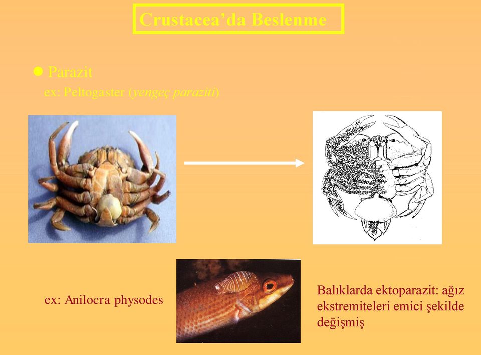 Anilocra physodes Balıklarda