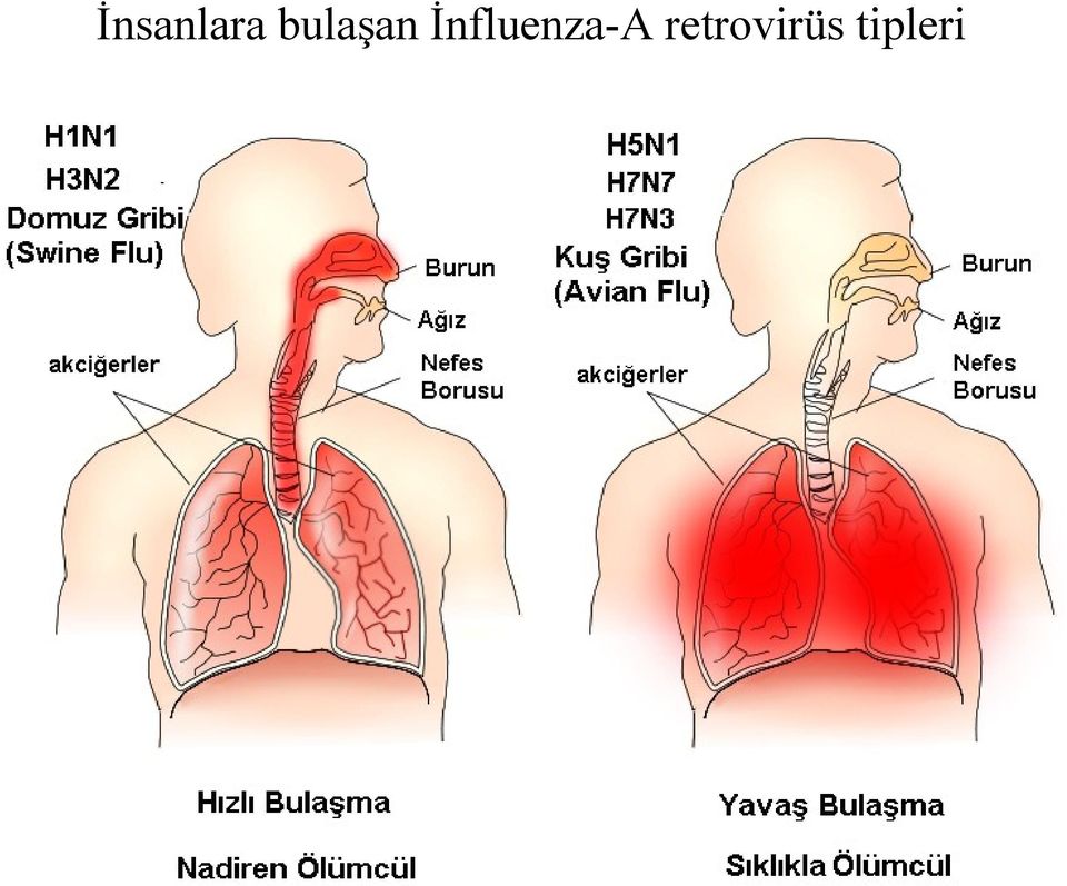 İnfluenza-A