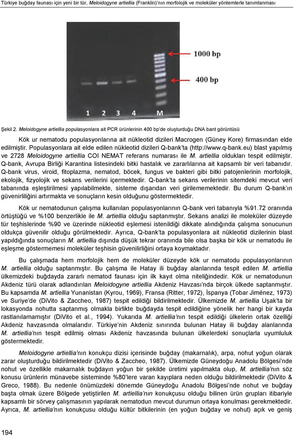 edilmiştir. Populasyonlara ait elde edilen nükleotid dizileri Q-bank ta (http://www.q-bank.eu) blast yapılmış ve 2728 Meloidogyne artiellia COI NEMAT referans numarası ile M.