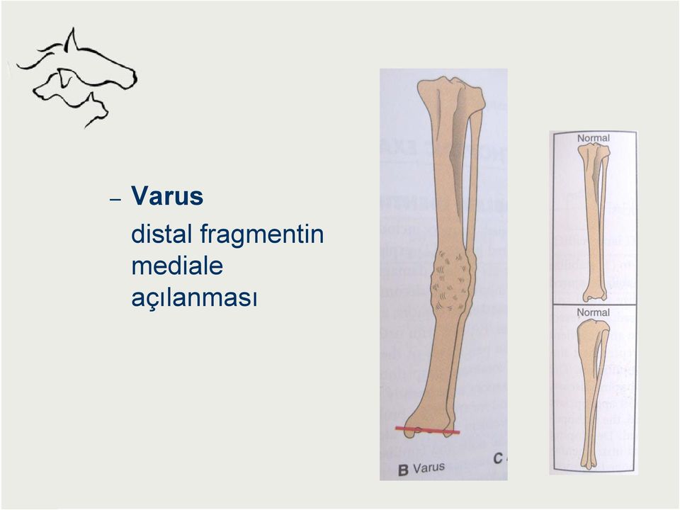 fragmentin