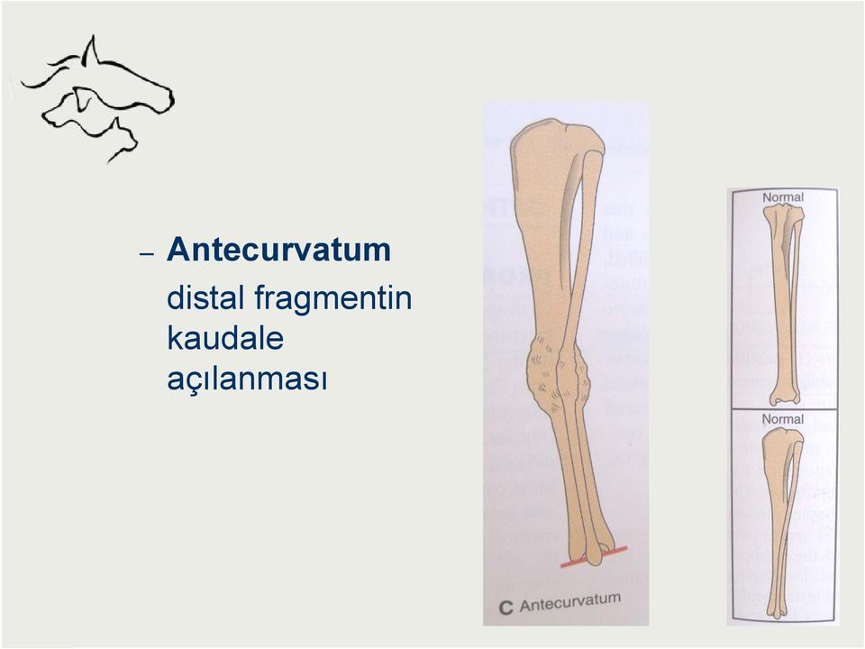 fragmentin