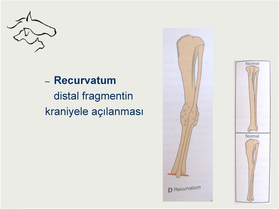 fragmentin