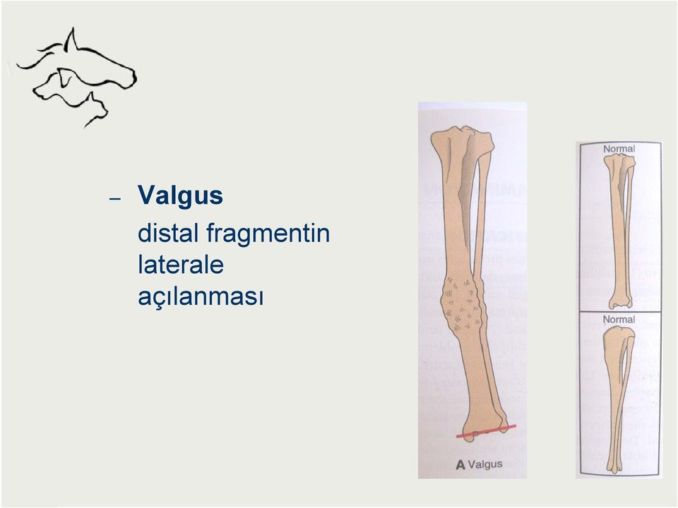 fragmentin