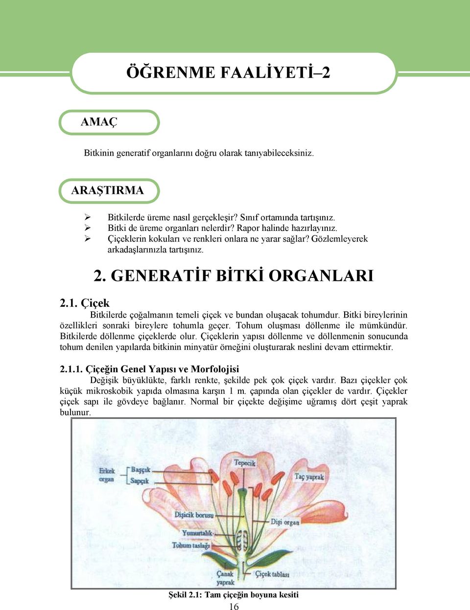 ÖiÜek Bitkilerde Ñoğalmanın temeli ÑiÑek ve bundan oluşacak tohumdur. Bitki bireylerinin Özellikleri sonraki bireylere tohumla geñer. Tohum oluşması döllenme ile mémkéndér.