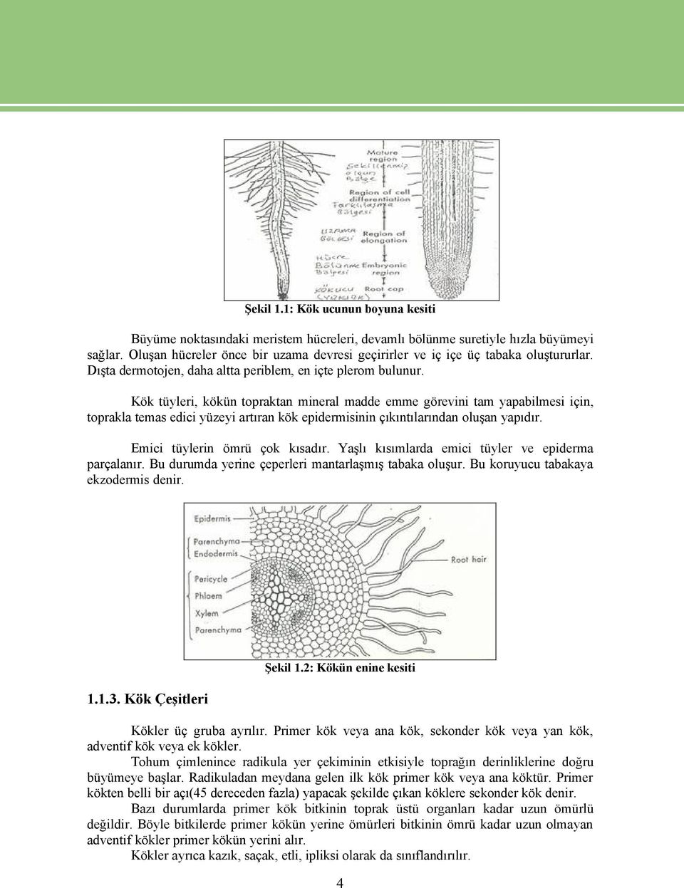 KÖk téyleri, kökén topraktan mineral madde emme görevini tam yapabilmesi iñin, toprakla temas edici yézeyi artıran kök epidermisinin Ñıkıntılarından oluşan yapıdır. Emici téylerin ÖmrÉ Ñok kısadır.