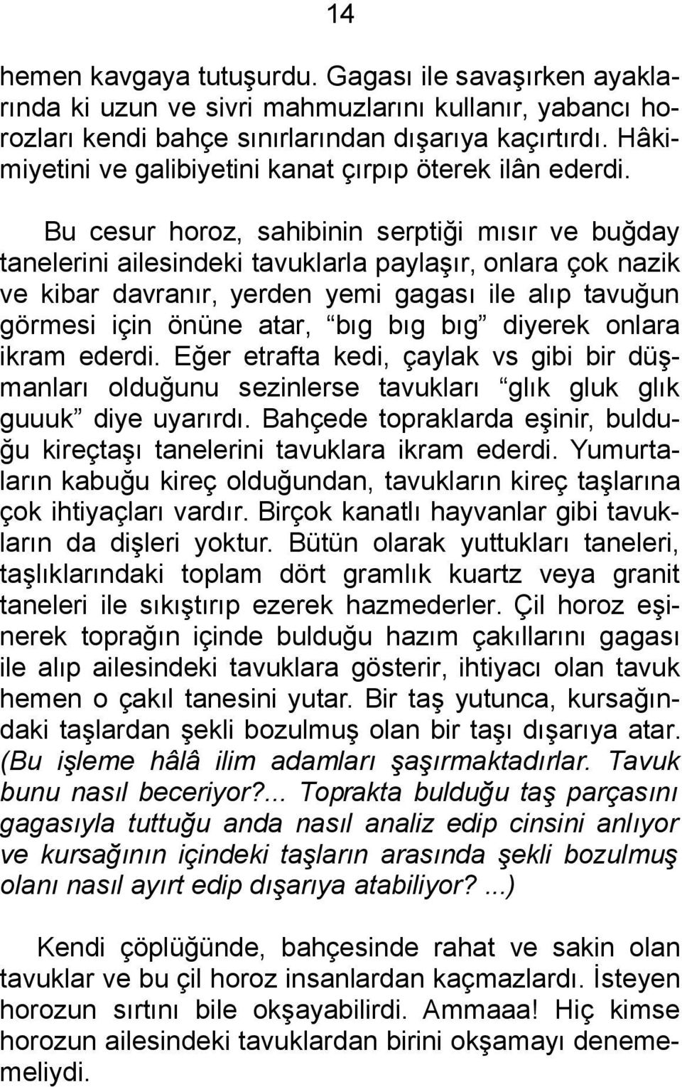 Bu cesur horoz, sahibinin serptiği mısır ve buğday tanelerini ailesindeki tavuklarla paylaşır, onlara çok nazik ve kibar davranır, yerden yemi gagası ile alıp tavuğun görmesi için önüne atar, bıg bıg