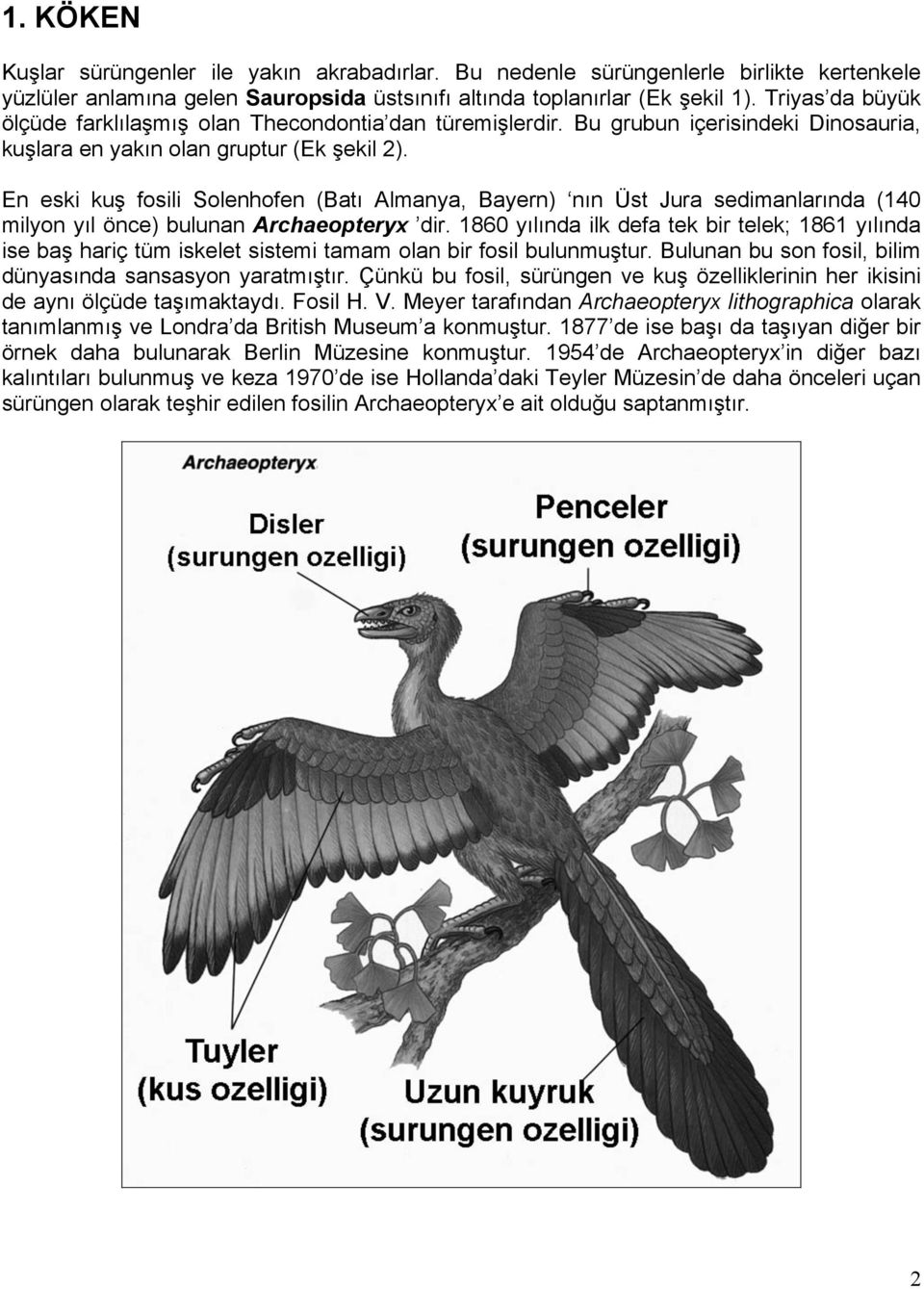 En eski kuş fosili Solenhofen (Batı Almanya, Bayern) nın Üst Jura sedimanlarında (140 milyon yıl önce) bulunan Archaeopteryx dir.