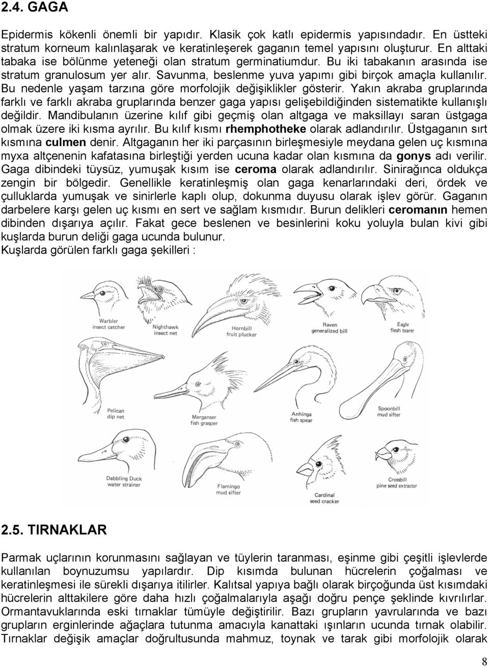 Bu nedenle yaşam tarzına göre morfolojik değişiklikler gösterir. Yakın akraba gruplarında farklı ve farklı akraba gruplarında benzer gaga yapısı gelişebildiğinden sistematikte kullanışlı değildir.