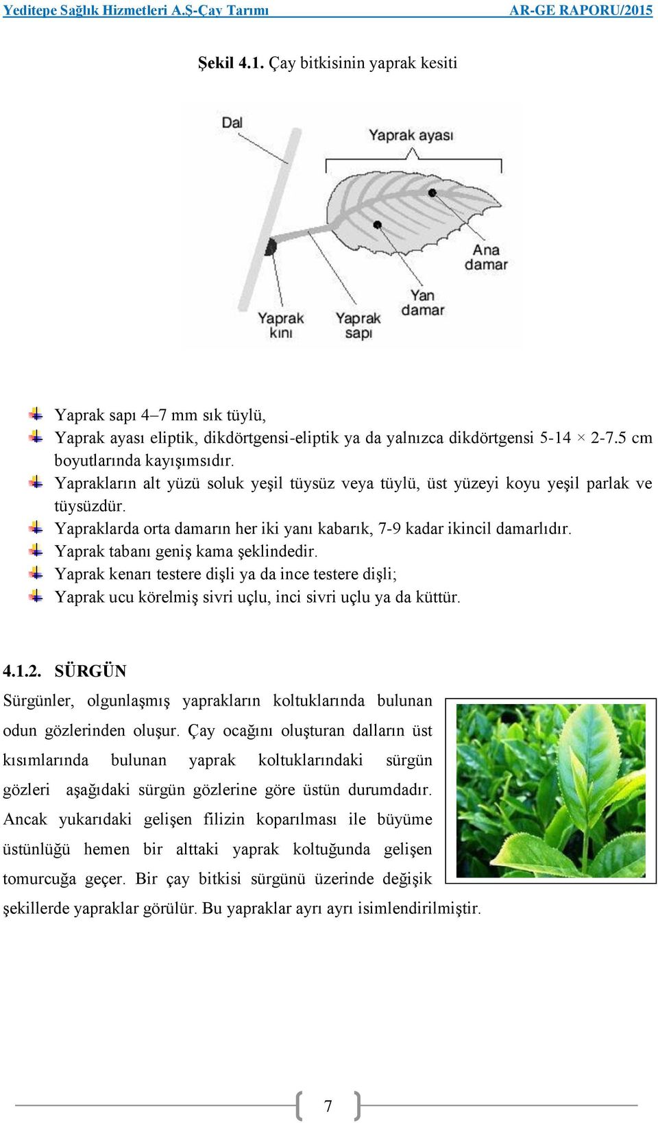 Yaprak tabanı geniş kama şeklindedir. Yaprak kenarı testere dişli ya da ince testere dişli; Yaprak ucu körelmiş sivri uçlu, inci sivri uçlu ya da küttür. 4.1.2.